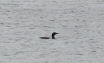 The loon on the Big Lake by H.Hamilton